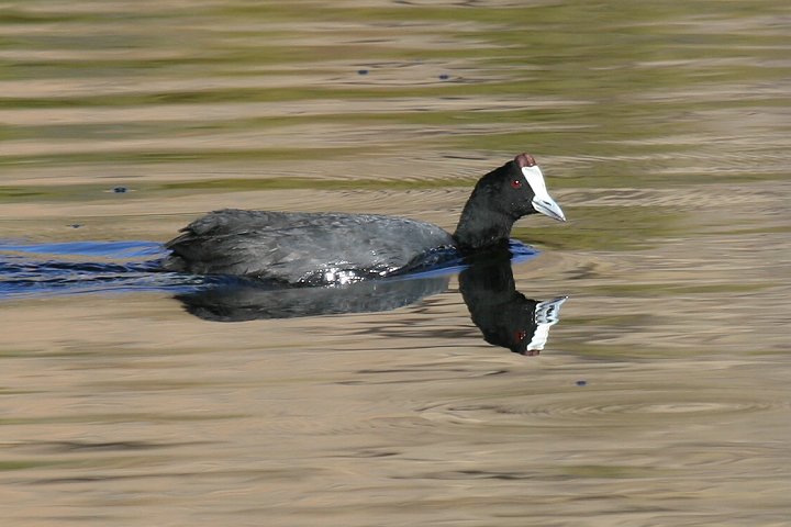 �A�t���J�I�I�o��