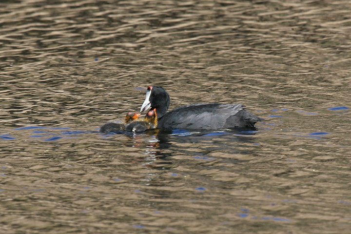 �A�t���J�I�I�o��