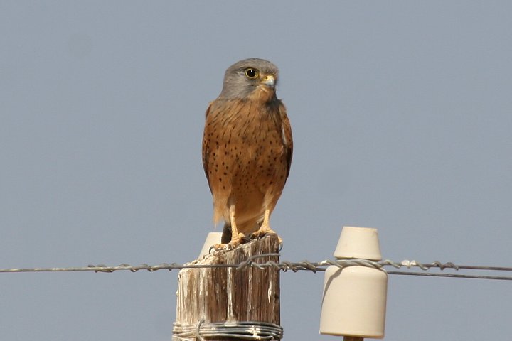 �`���E�Q���{�E�̓�A�t���J����