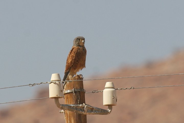 �`���E�Q���{�E�̓�A�t���J����