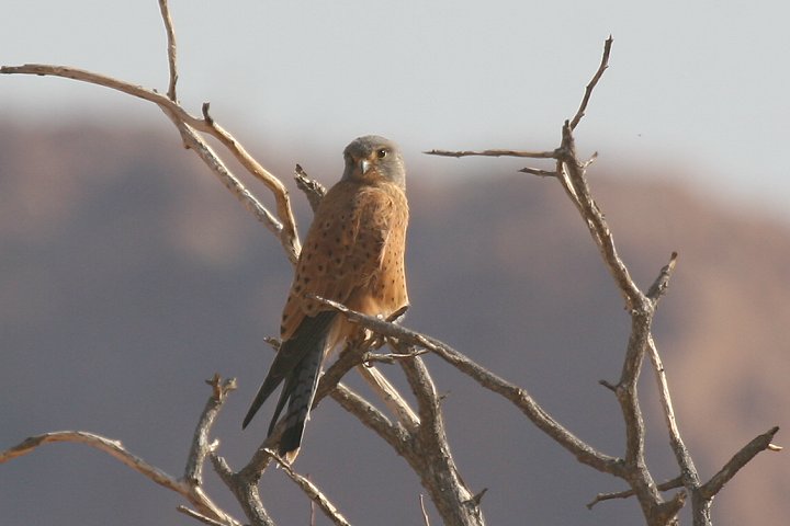 �`���E�Q���{�E�̓�A�t���J����