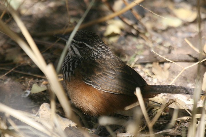 �C���g�r���V�N�C