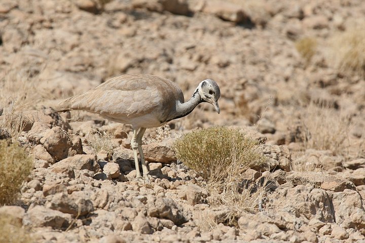 �R�m�h�O���V���E�m�K��