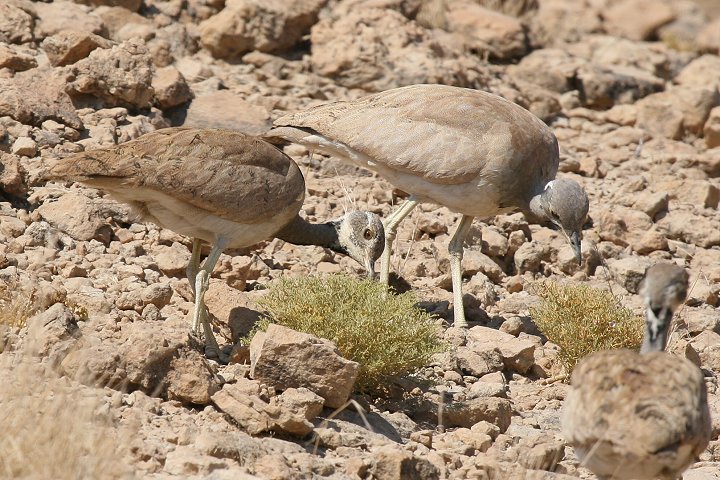 �R�m�h�O���V���E�m�K��