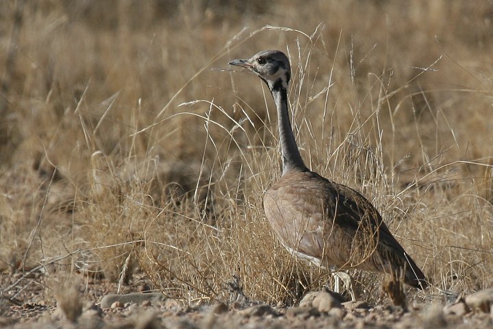 �R�m�h�O���V���E�m�K��