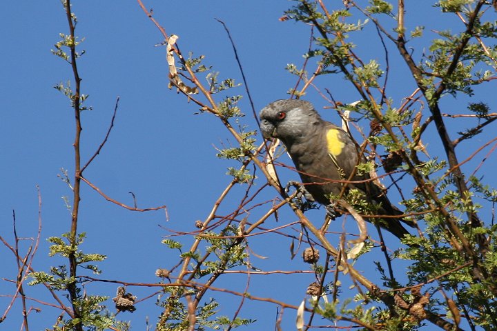 �N���N���C���R