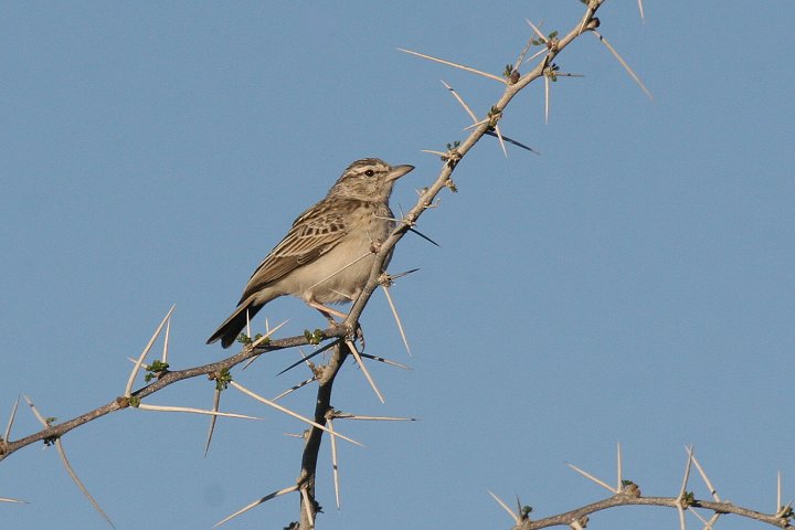 �n���V���u�q�o��