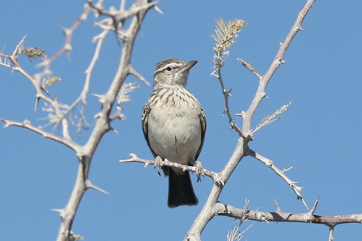 �n���V���u�q�o��