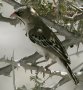 Scaly-feathered Finch �L�N�X�Y��