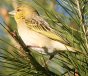 Southern Masked-Weaver �����K�^�n�^�I��