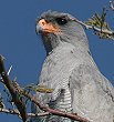 Southern Pale Chanting Goshawk �R�V�W���E�^�I�I�^�J