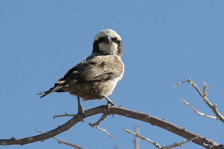 �V���Y�L�����u���Y