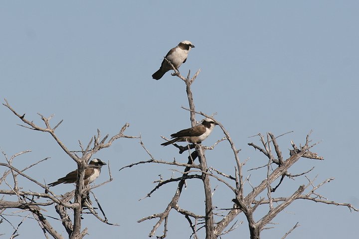 �V���Y�L�����u���Y