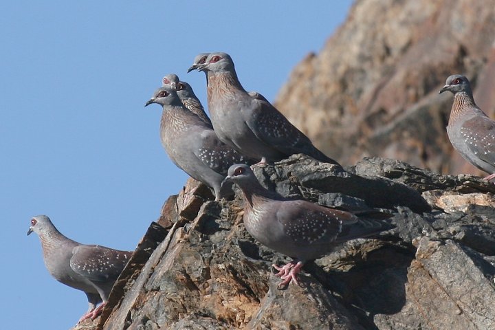 �E���R�J�����o�g