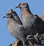 Speckled Pigeon �E���R�J�����o�g
