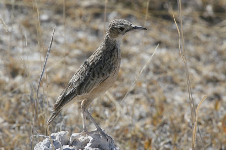 �V���X�W�n�V�{�\�q�o��