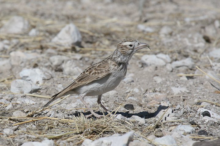 �R���r�V�g�h�R�q�o��