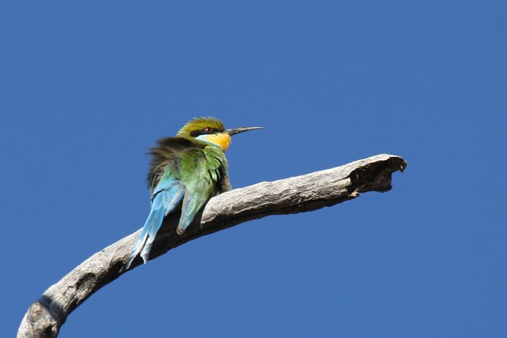 �G���r�n�`�N�C