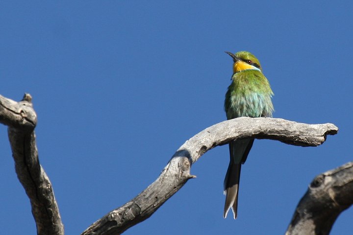 �G���r�n�`�N�C