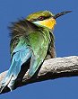 Swallow-tailed Bee-Eater �G���r�n�`�N�C