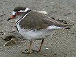 Three-banded Plover �~�X�W�`�h��