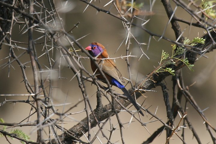 �g�L���X�Y��