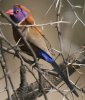 Violet-eared Waxbill �g�L���X�Y��