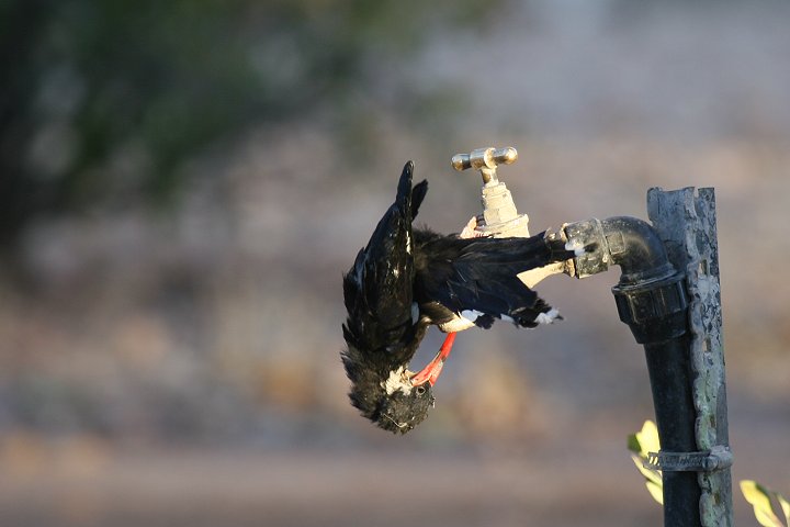 �����T�L�������c�K�V��