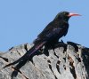 Violet Wood-Hoopoe �����T�L�������c�K�V��