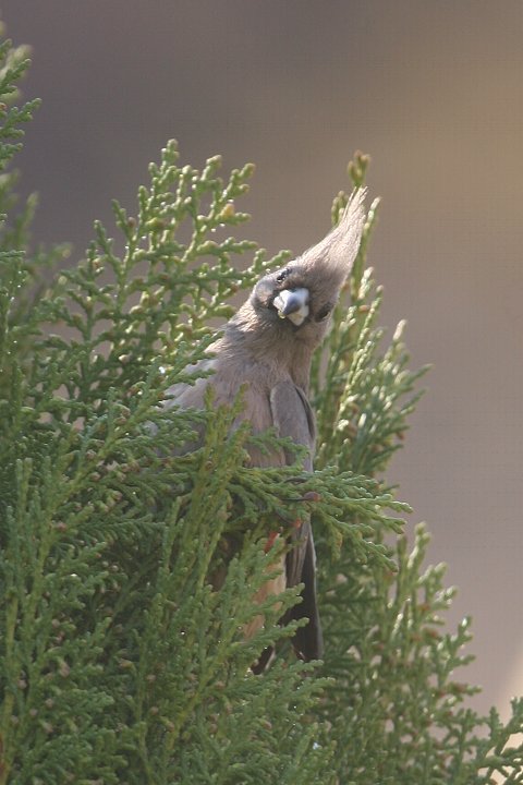 �Z�W���l�Y�~�h��