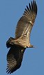 White-backed Vulture�@�R�V�W���n�Q���V