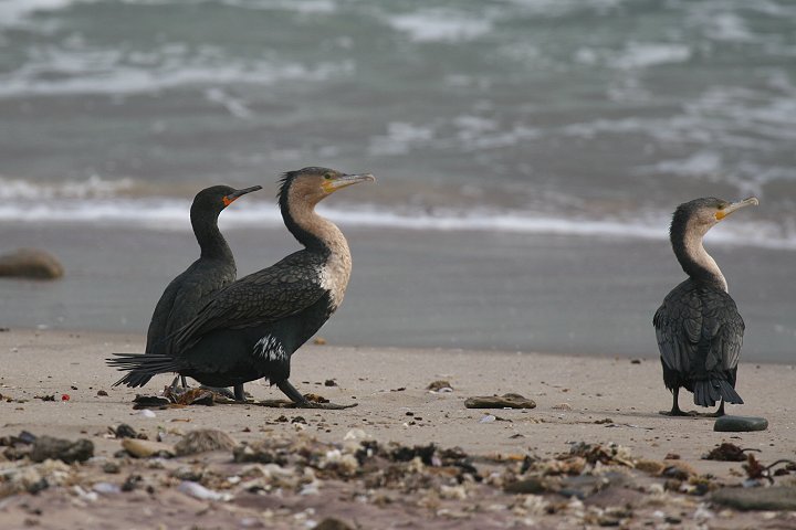 �J���E�̈���