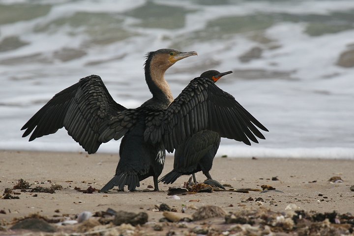 �J���E�̈���