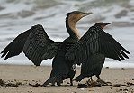 White-brested Cormorant �J���E�̈���