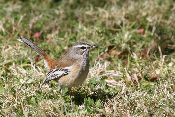 �t�^�X�W���u�R�}�h��