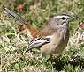 White-browed Scrub-Robin �t�^�X�W���u�R�}�h��