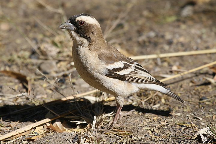 �}�~�W���X�Y���n�^�I��