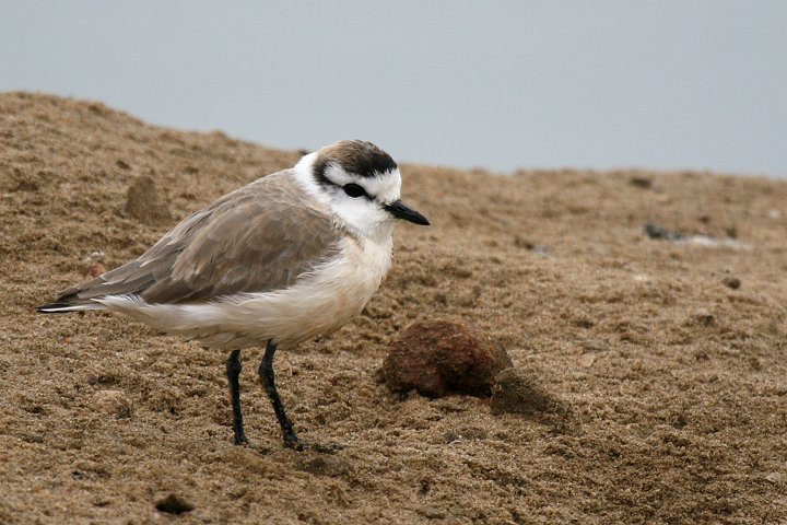 �V���r�^�C�`�h��