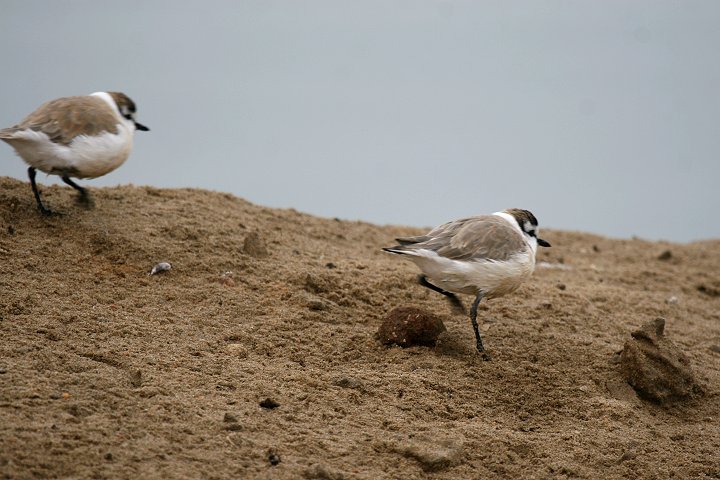 �V���r�^�C�`�h��