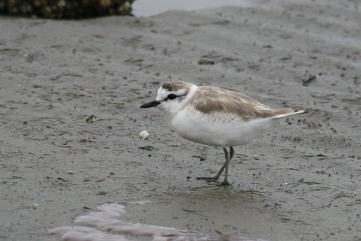 �V���r�^�C�`�h��