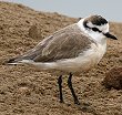 White-fronted Plover �V���r�^�C�`�h��