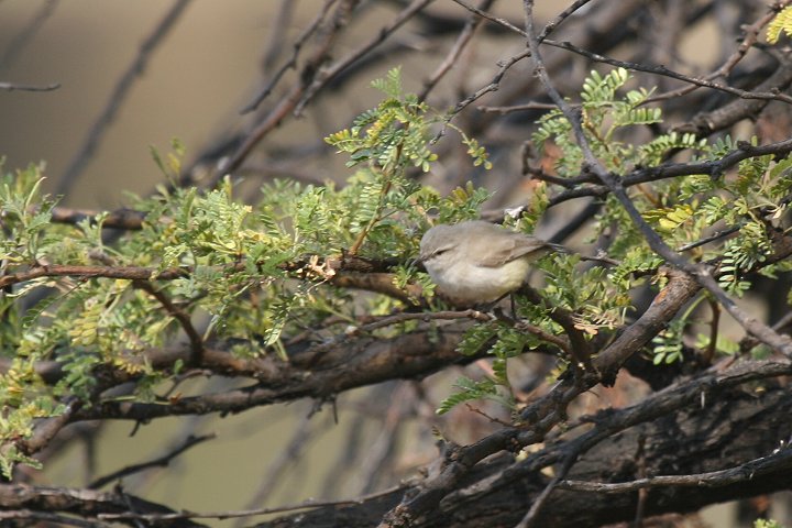 �L�o���q�����V�N�C