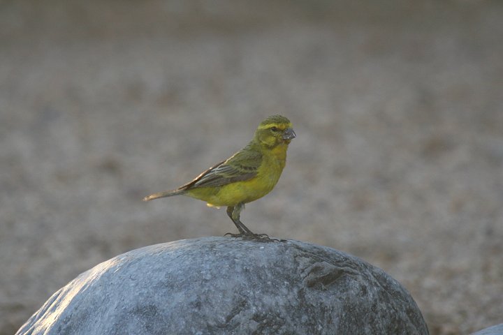 �L�C���J�i���A