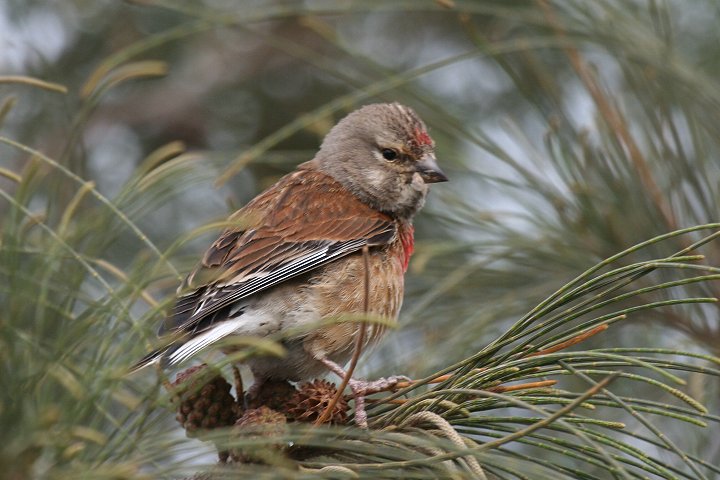 ���l�A�J�q��