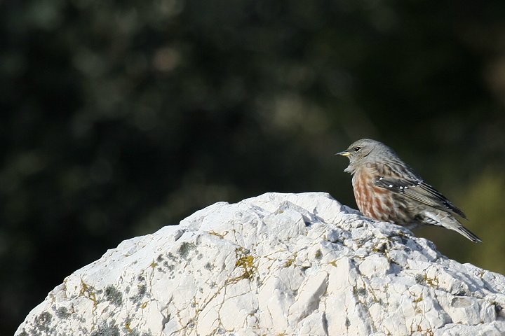 �C���q�o��