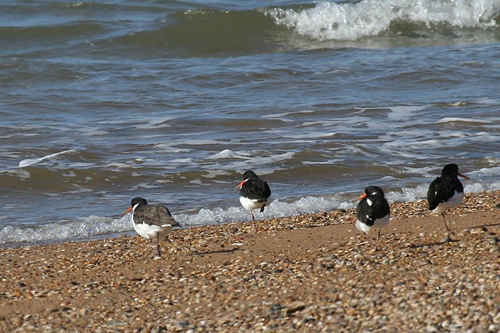 �~���R�h��