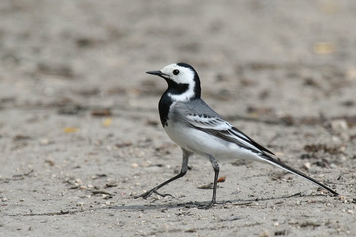 �n�N�Z�L���C