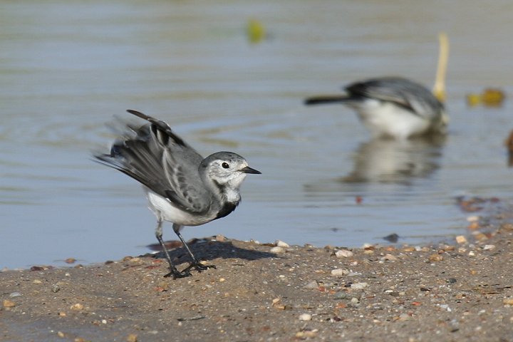 �n�N�Z�L���C�i�~�H�j