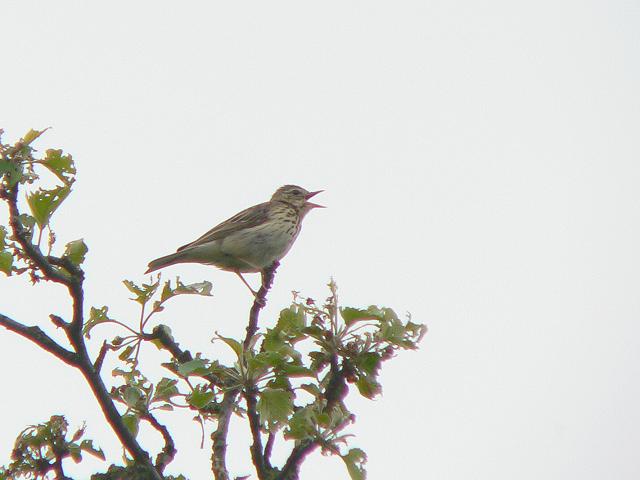 ���[���b�p�r���Y�C