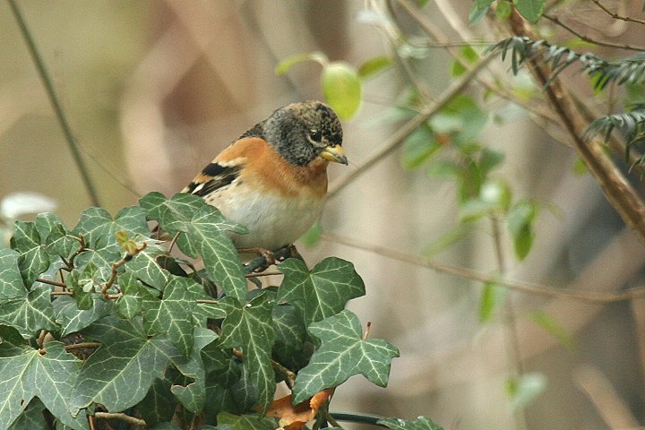 �A�g���́�